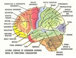 Functions Human Brain Parts Brain Parts Brain Pictures