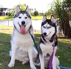 「犬笑顔」の画像検索結果