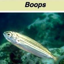 Image result for Boops boops
