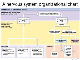 Figure 12 8 From The Organization Of The Nervous System