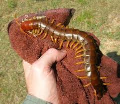 Giant Centipede Weird Insects Bugs And Insects Giant Animals