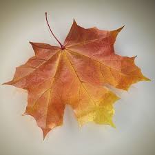 Autumn Maple Leaf Royalty Free 3d Model Preview No 1 Leaves 3d Model Model