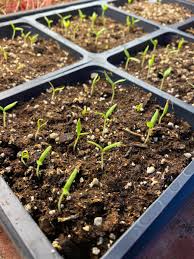 It is important to have pots and soil ready to go. The Green Center On Twitter Our Eggplant Seedlings Are Getting An Early Start In Our Indoor Greenhouse Later This Spring They Will Be Added To Our Summer Gardens Gardening Germination Seeds