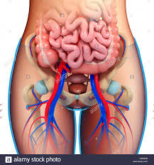 This is a patient education video on normal female pelvic anatomy.www.melakafertility.com. Female Pelvic Anatomy Stockfotos Und Bilder Kaufen Alamy