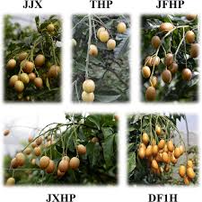 Image result for Clausena lansium