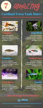 Tetras are a great go to species for any freshwater tank. Cardinal Tetra Tank Mates 7 Compatible Tank Mates For Cardinal Tetras Angel Fish Tank Tropical Fish Tanks Community Fish Tank