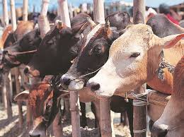 How to change free fire id name 39 diamonds । nsn official facebook: Rajasthan Has A Problem It Can T Name Farmers Abandoning Their Cattle Business Standard News