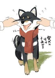 柴犬(しばいぬ, しばけん)1 / shiba inu. è½èªª æŸ´çŠ¬è‡‰é ° è¶…è»Ÿq æ‰‹ç™¢é£¼ä¸»è¦ªè‡ªç¤ºç¯„çµ¦ä½ çœ‹