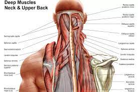 All about the back muscles. Human Anatomy Showing Deep Muscles In The N Stocktrek Images Icanvas