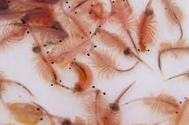 Brine shrimp and fairy shrimp are members of the order anostraca. A Guide To Using Artemia Salina Beginners Education Algaebarn Com