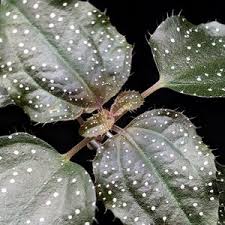 Image result for Calvoa orientalis