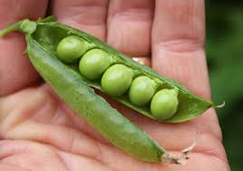 How to cook garden peas in a pod. Peas Pod Easy Edible Gardening