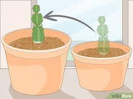 Of course, trying to give away extra. 3 Ways To Propagate Christmas Cactus Wikihow