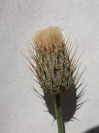 Image result for Vernonia fastigiata