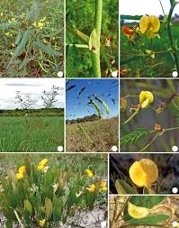 Image result for Aeschynomene sp. B