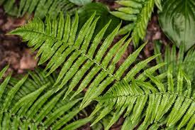 Image result for Dryopteris