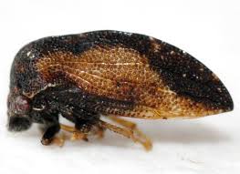 Image result for Huberantha mossambicensis