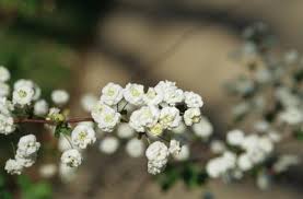 Image result for Spiraea prunifolia