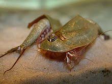 Triops Australiensis Wikivisually