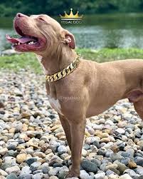 What A Photo 32mm Gold Chain Collar The Finest Luxury Chains In The Uk Shop Now Regaldog Co Uk Pitbulls American Pitbull Terrier Pitbull Rescue
