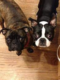 16 Bugg Ideas Boston Terrier Pug Pug Mix Boston Terrier