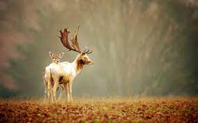 Beautifull Deer Hd Wallpapers Free Download Deer Wallpaper Hunting Wallpaper Deer Background