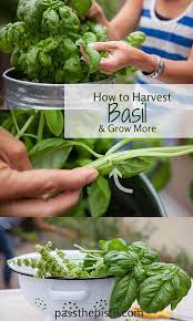 How To Harvest Basil Harvesting Basil Planting Herbs Container Herb Garden