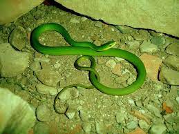 Smooth Green Snake Coahuila Mexico Snake Green Snake Neon Green