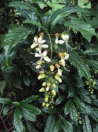 Image result for Clerodendrum abilioi