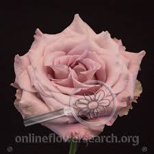 Check spelling or type a new query. Rose Faith Online Flower Search