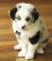 These brainiacs may hoodwink novice owners. Australian Shepherd Puppy Australian Shepherd Mix Puppies Australian Shepherd Mix Aussie Dogs