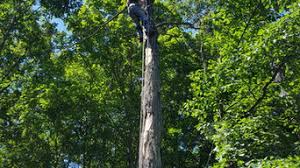 Maybe you would like to learn more about one of these? Best 15 Tree Trimming Removal Services In Cleveland Oh Houzz