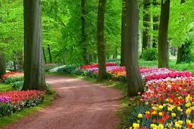 For other nature pictures in high definition resolution please browse now our collection of scenery wallpapers. Home Flower Gardens And Flower Landscape Pictures Landscape Pictures Spring Landscape Nature Desktop