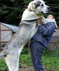 Puppies from health tested parents. Alabai Coa Massive Dog Hunde Alabai Coa Dog Hunde Massive Hunde Riesige Hunde Riesen Hunderassen