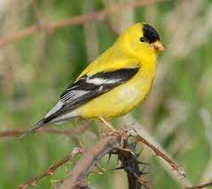 Address, phone number, birding dc reviews: Washington State Bird Willow Goldfinch American Goldfinch