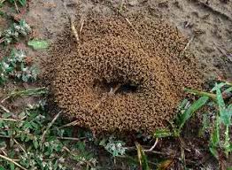 Even better, the top pest control companies offer guarantees that their services will be effective. Winter Park Pest Control 407 278 5450 Pest Control Winter Park
