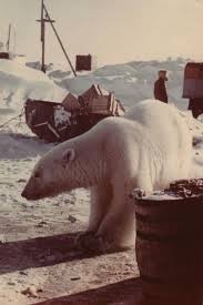 Some polar bears have been seen swimming hundreds of miles from. Feeding Polar Bears 12 Pics Baby Polar Bears Polar Bears Live Bear
