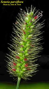 Image result for Setaria parviflora