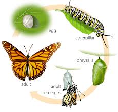 Pin On Butterfly Life Cycle For Preschoolers
