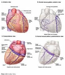 Anatomy Of The Heart Coronary Circulation Medical Anatomy Medical Textbooks