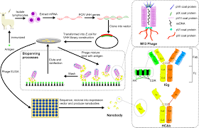 Frontiers | Applications of nanobodies in brain diseases
