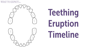 baby teeth chart types and order of appearance baby