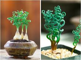 Trachyandra House Plants Weird Plants Unusual Plants Plants