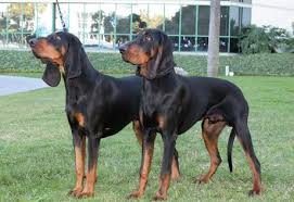 Black And Tan Foxhound Mix Black And Tan Coonhound Dog Breed Information Coonhound Top Dog Breeds Coonhound Puppy