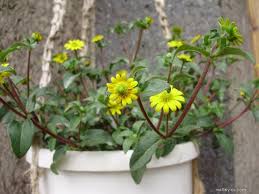 Image result for foto Vitálka