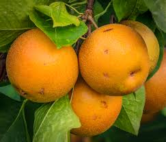 Image result for Pyrus pyrifolia