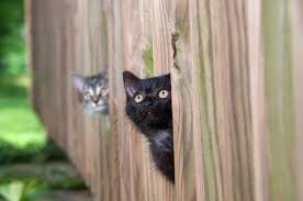 The ingestion of garlic causes conditions called hemolytic anemia, heinz body anemia, and methemoglobinemia which are all manifestation of damage to red blood cells. 10 Cat Myths Uncovered Vetwest Animal Hospitals