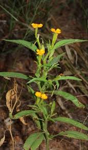 Image result for Streptopetalum