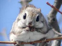 Japanese Flying Squirrel Cute Animals Cute Baby Animals Cute Animal Pictures