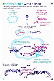 Crispr Cas9 In 2020 Medical Technology Teaching Biology Molecular Biology